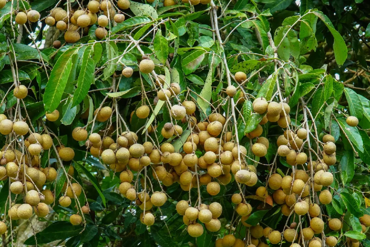 Grafted Longan Tree 12"-24" | Sweet Dragon's Eye Fruit | Dimocarpus longan | Tropical Fruit for Home Gardens
