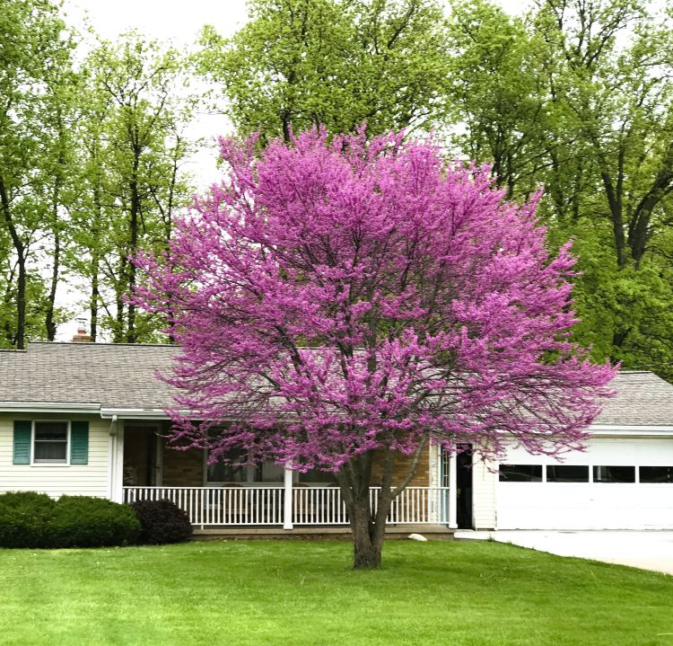 2 Eastern Redbud Trees 2ft Bareroot Pink Purple Blooms Cercis canadensis | Hardy Native Ornamental Trees for Gardens