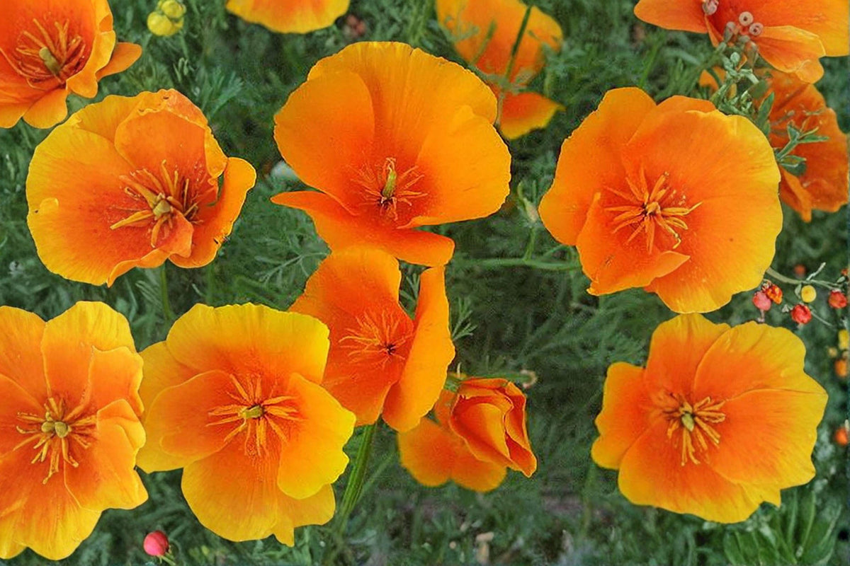 50 California Poppy Seeds - Eschscholzia californica - Native Wildflower - Drought Tolerant - Orange Blooms