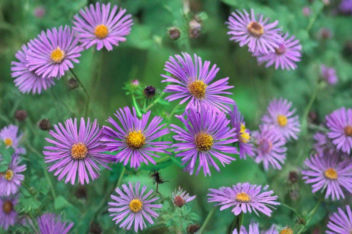 100 New England Aster Seeds - Symphyotrichum novae-angliae - Native Wildflower for Pollinators and Gardens