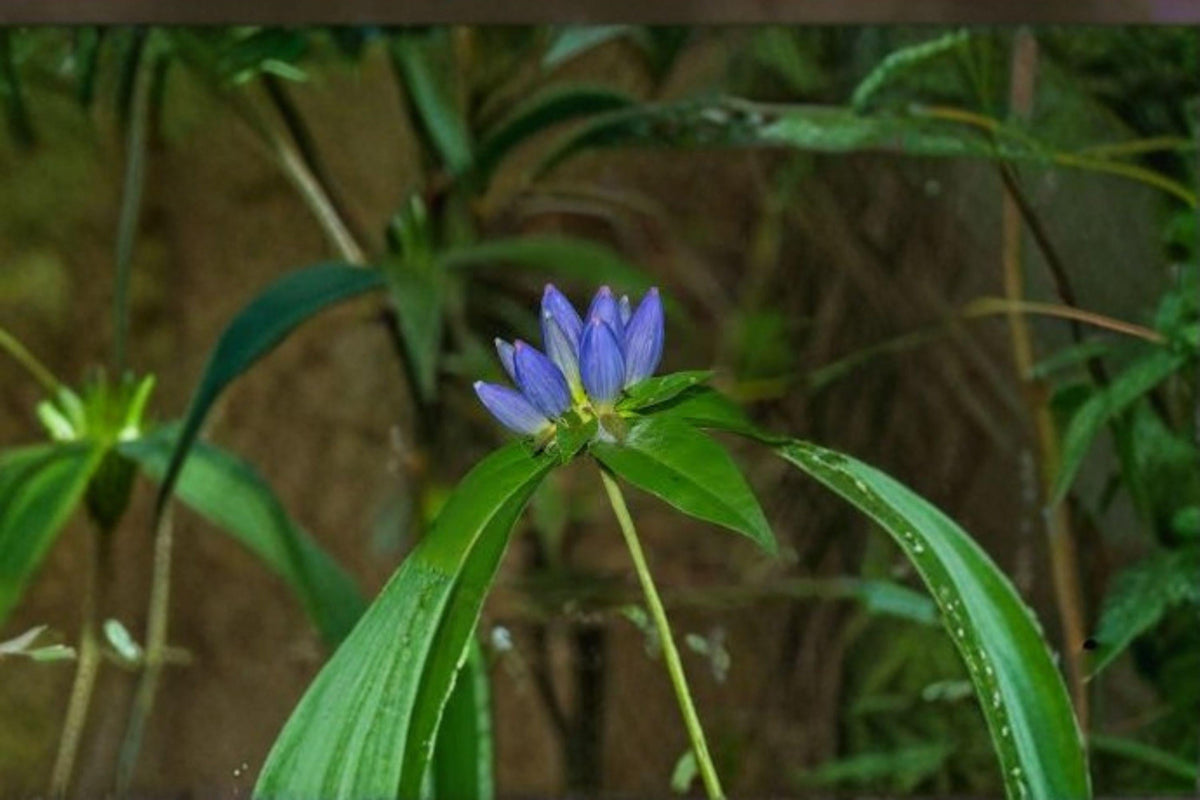 100 Bottle Gentian Seeds - Gentiana andrewsii - Native Blue Wildflower for Shade Garden