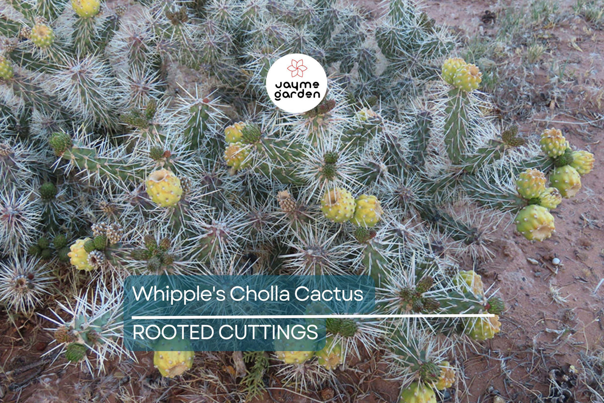Live Cactus Plant - 8" Whipple's Cholla Cactus, Hardy Flowering Cactus (Cylindropuntia whipplei), Drought Tolerant, Bare Root