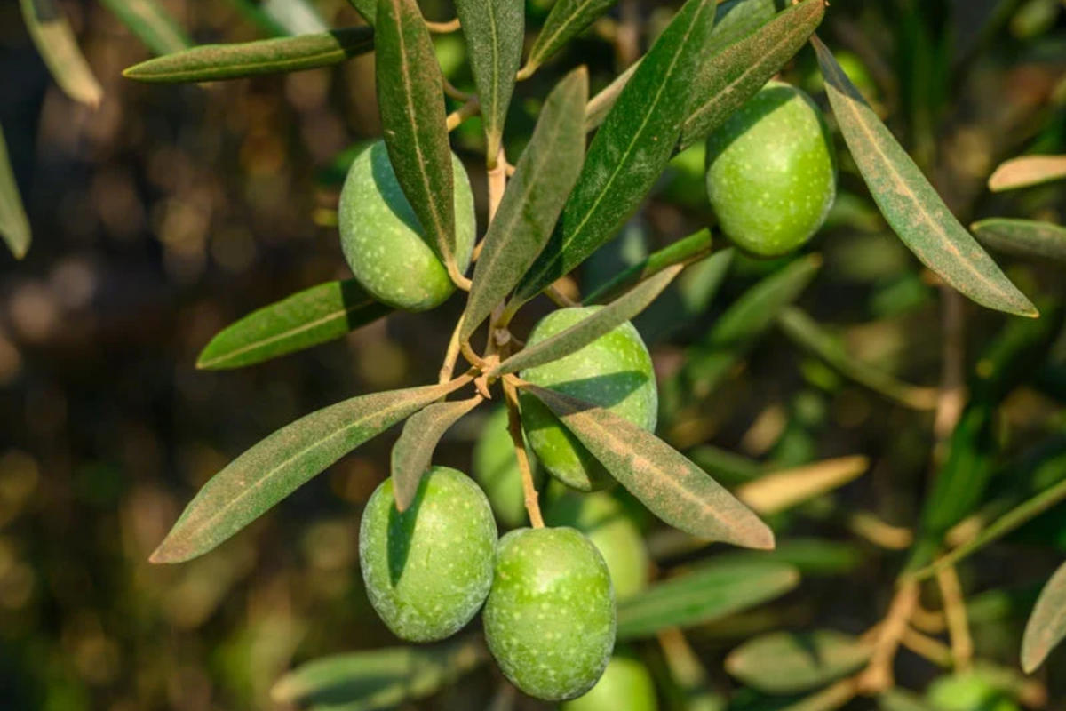 Olive Tree Starter Plant - Live Fruit Tree, Hardy Mediterranean Herb, Olea europaea, Drought-Tolerant, Home Garden Essential