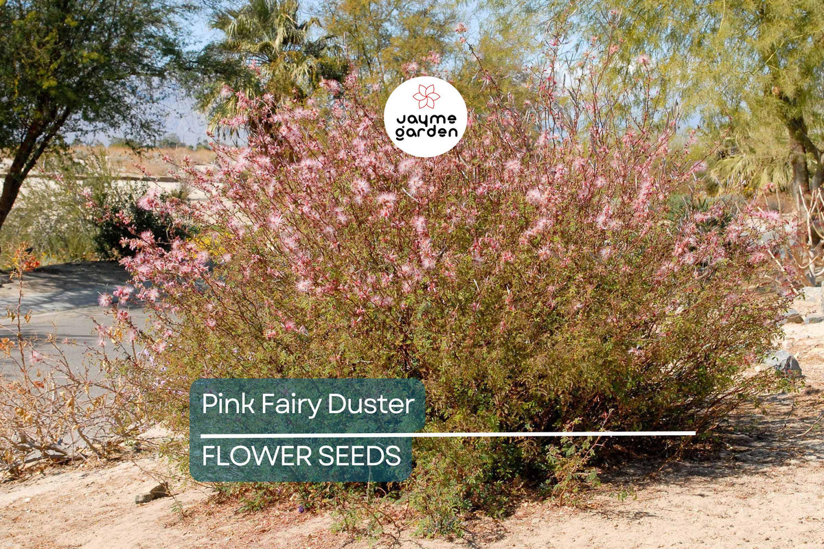Pink Fairy Duster Tree Seeds - 10 Rare Exotic Mimosa Seeds (Mesquitella eriophylla) - Hummingbird Attractant, Low-Maintenance, Drought-Tolerant