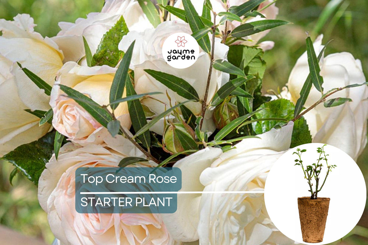 Top Cream™ Rose - 1.5 Gal Hybrid Tea - Fragrant Creamy White Blooms, 100+ Petals, Own Root, Disease Resistant, Rosa ‘Meiroguste’