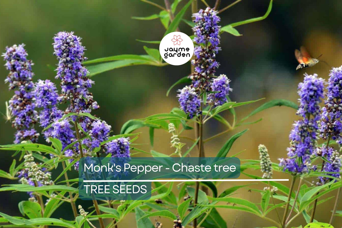 Chaste Tree Seeds, 20 Count, Vitex agnus-castus, Lilac Flower, Deer Resistant, Pollinator Friendly, Zones 6-9, Fast Growing