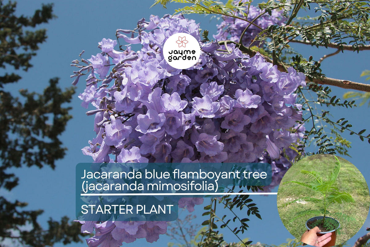 Jacaranda Tree 8"-18" Purple Blooms Jacaranda Mimosifolia - Exotic Tropical Garden Plant, Low-Maintenance Ornamental Tree