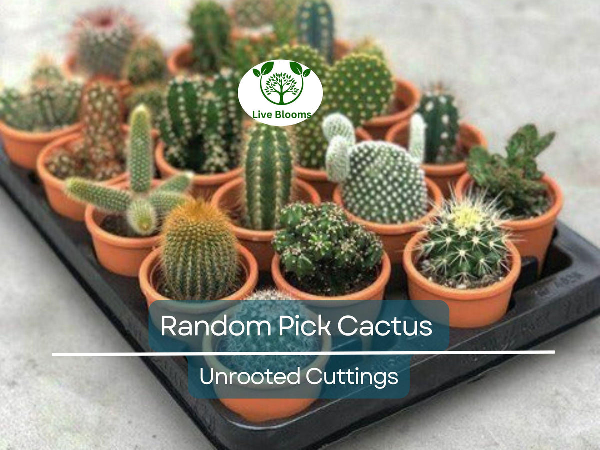 Cactus Unrooted Cuttings Bundle – Lot of 10 Assorted Varieties for Propagation & Succulent Collection – Perfect for DIY Projects
