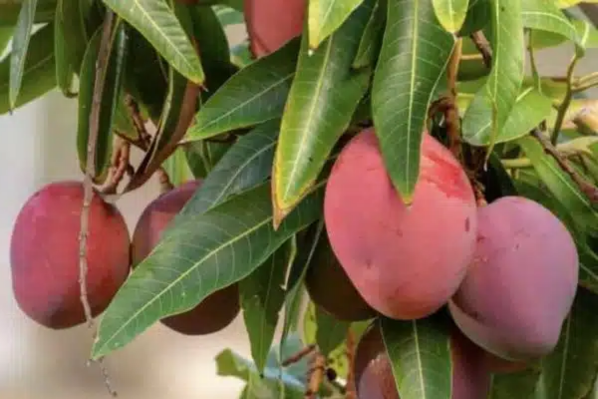 Grafted Mango Haden Tree Starter 3'-4' - Juicy Sweet Tangy Fruit Tree (Mangifera indica) for Tropical Gardens
