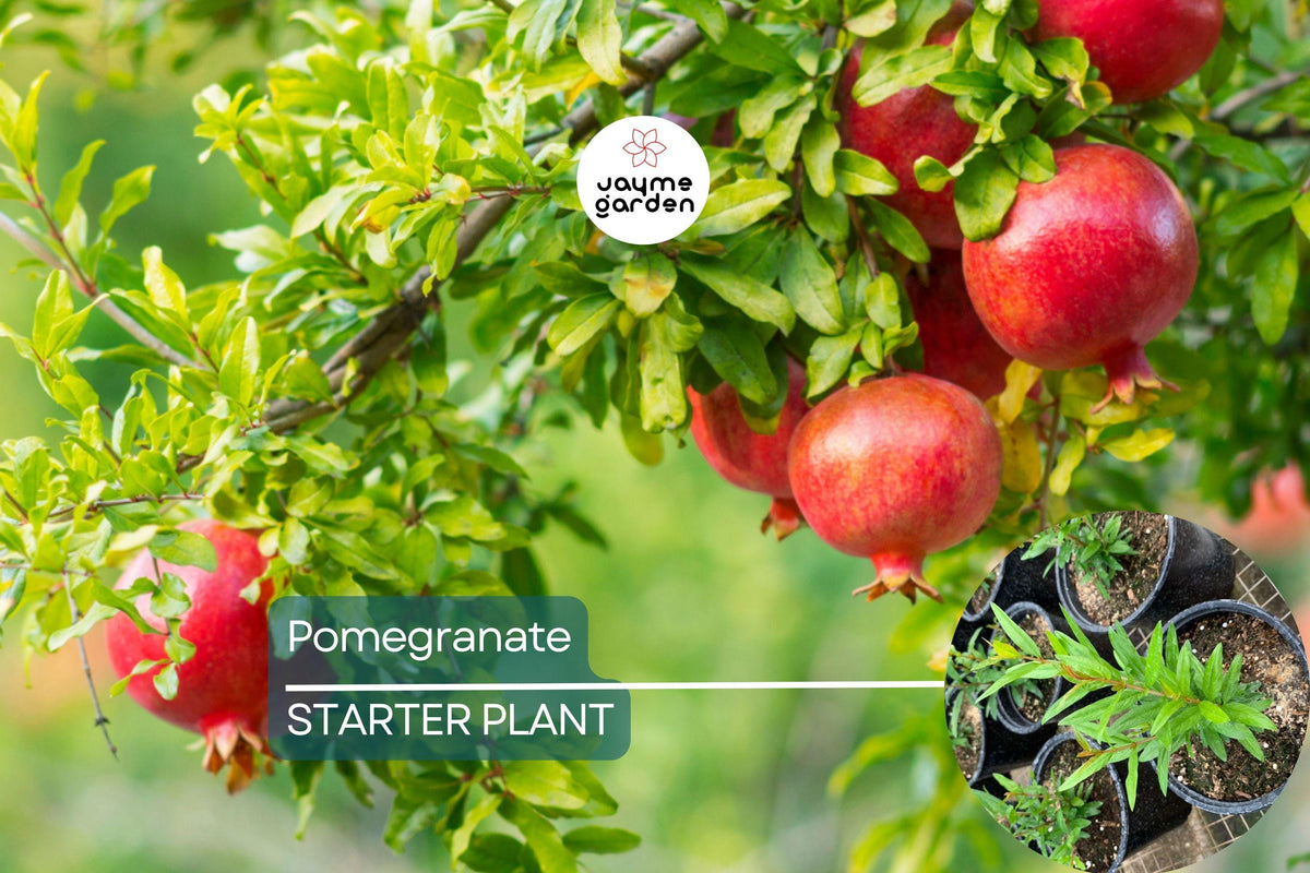 Pomegranate Tree Starter Plant 10"-24" | Punica granatum | Hardy Drought-Tolerant Fruit Tree for Gardens or Containers