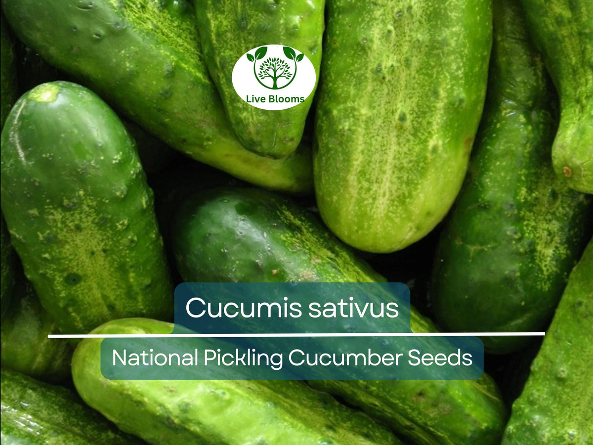 Cucumber Seeds 35 Count National Pickling Heirloom (Cucumis sativus) for Fresh Pickles, Easy to Grow, Disease Resistant