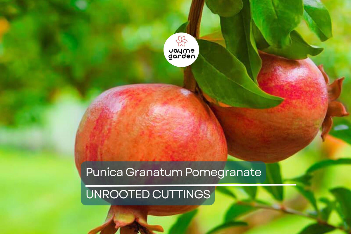 Live Pomegranate Cuttings - 6" Organic Punica Granatum, Fast-Growing Evergreen, Fruit-Bearing, USDA Zones 7-11, Vibrant Foliage