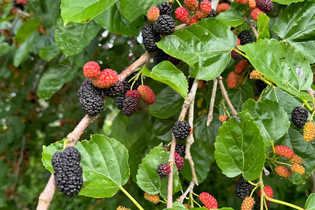 Mulberry Tree 1'-2' Live Starter | Sweet Berries | Morus | Easy to Grow Tropical Fruit Plant for Gardens and Patios