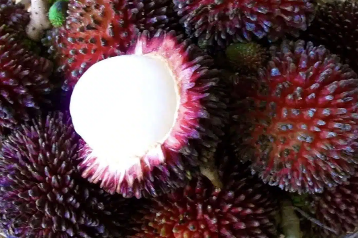 Grafted Pulasan Tree 24"-36" | Nephelium Ramboutan-Ake | Exotic Tropical Fruit | Fast Fruiting Sweet Fruit Starter Plant