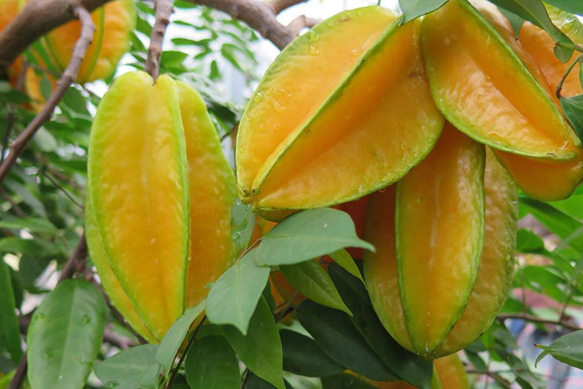 Grafted Star Fruit Tree 24"-36" | Averrhoa carambola | Fast Growing, Easy Care, Tropical Star-Shaped Fruit Plant