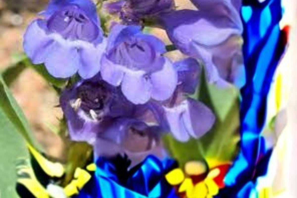 Alpine Penstemon Seeds 100 mg - Blue Violet Wildflower for Pollinator Garden (Penstemon angustifolius)