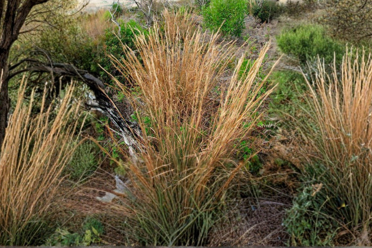 100 Broomsedge Seeds - Andropogon virginicus - Native Prairie Grass for Planting