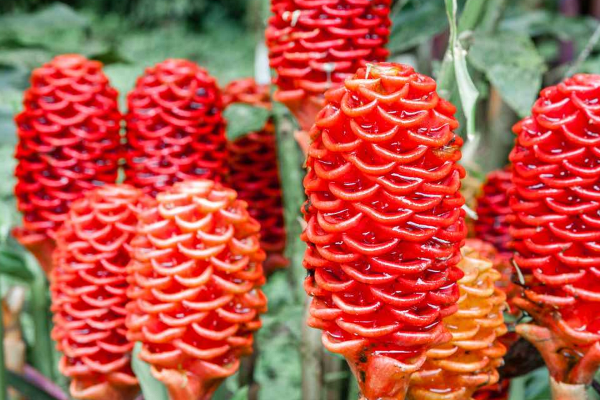 Pinecone Ginger Plant Starter | Tropical Ornamental with Vibrant Flowers & Glossy Foliage | Zingiber zerumbet