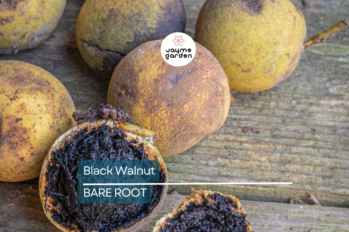 2 Black Walnut Trees 3-4' Tall | Bare Root Seedlings | Juglans nigra | Hardy for USDA Zones 4-9 | Shade & Nut Production