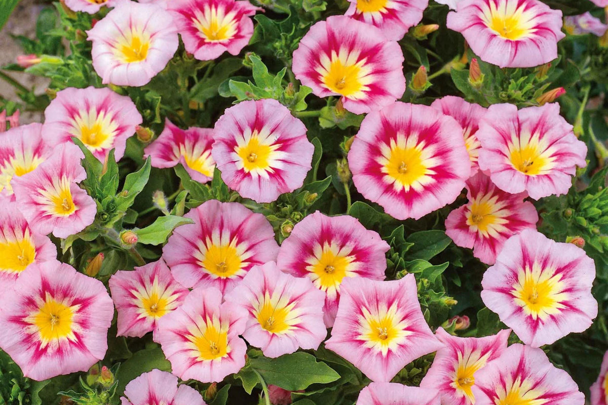 Rose Ensign Dwarf Morning Glory Seeds | Pink Blooms | Pollinator-Friendly | Convolvulus tricolor | Compact Growth