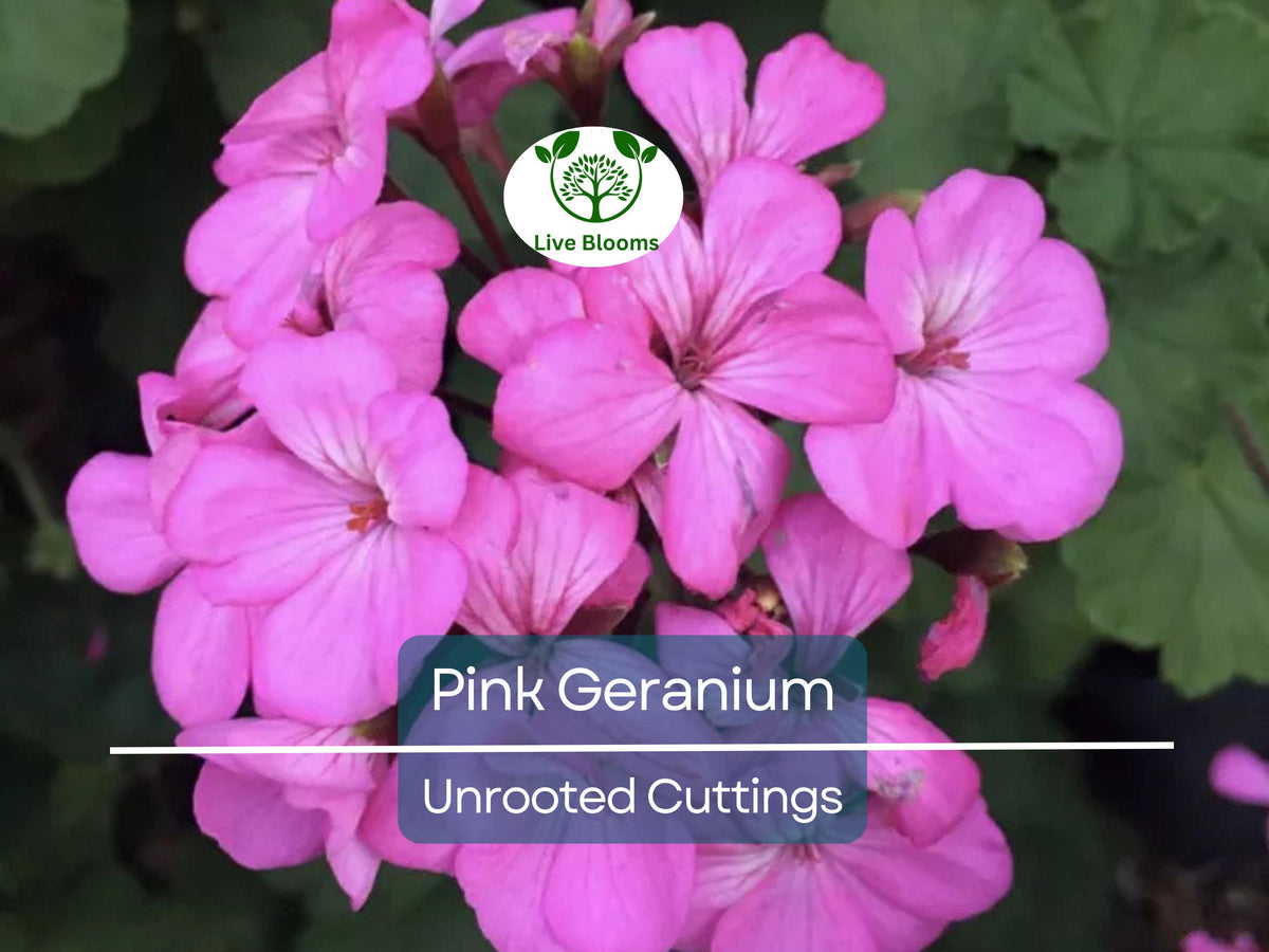 Hardy Pink Flower Geranium Cuttings - 12 Unrooted Fragrant Geraniums for Propagation, Container Plants, Pollinator Gardens