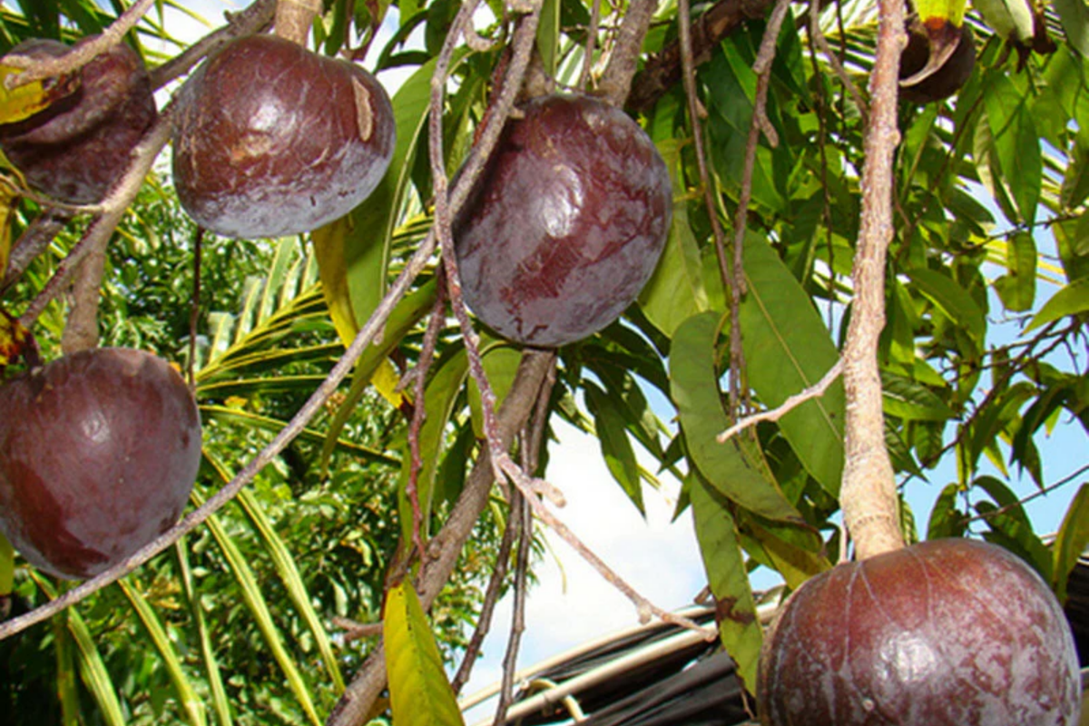 Bullock's Heart Tree Starter 12" | Annona reticulata | Unique Heart-Shaped Fruit, Sweet & Creamy Flavor, Tropical Fruit Tree