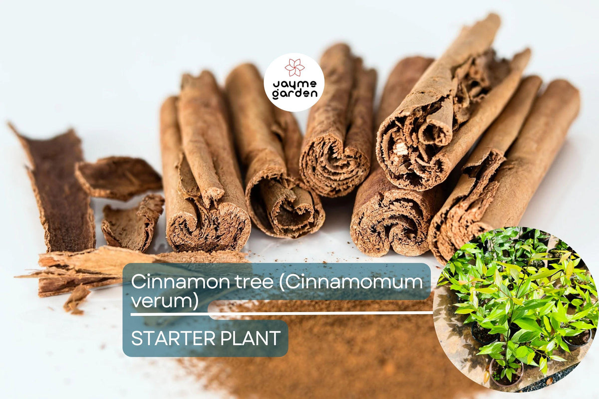 Live Cinnamon Tree Plant 12"-24" Cinnamomum verum | Aromatic Culinary Spice | Tropical Starter Garden Plant