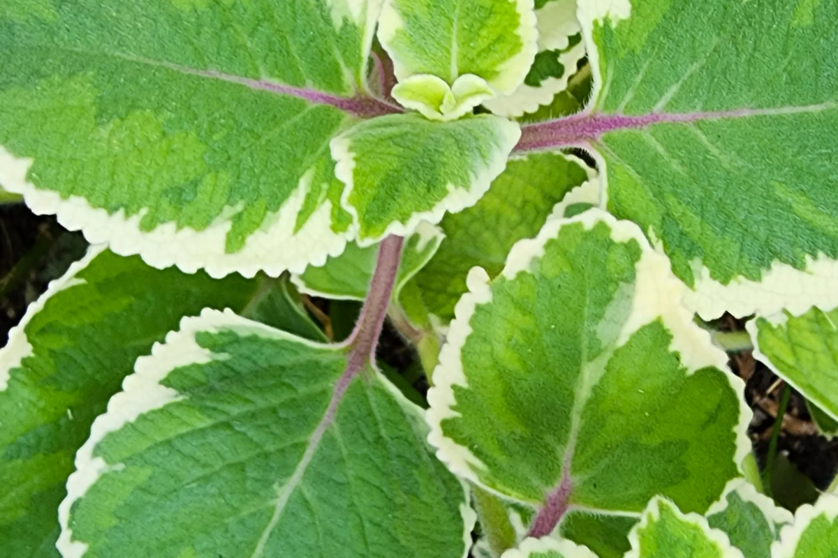 Variegated Indian Borage Starter Plant | Tropical Herb | Coleus amboinicus | Aromatic Culinary Foliage | Easy Care