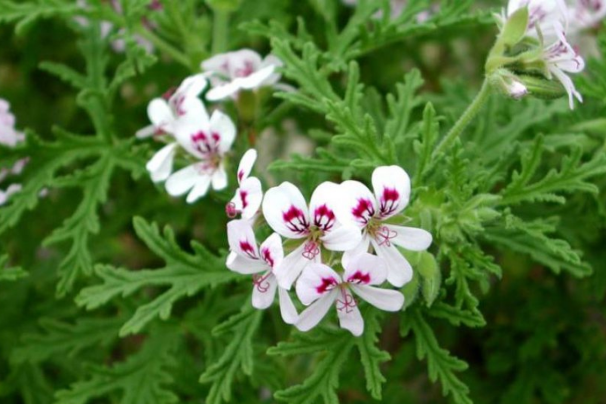 Geranium Cuttings 6” | Scented Variegated Pelargonium | Fragrant, Easy-Care Plant | Unique Foliage | 2 Live Unrooted Cuttings