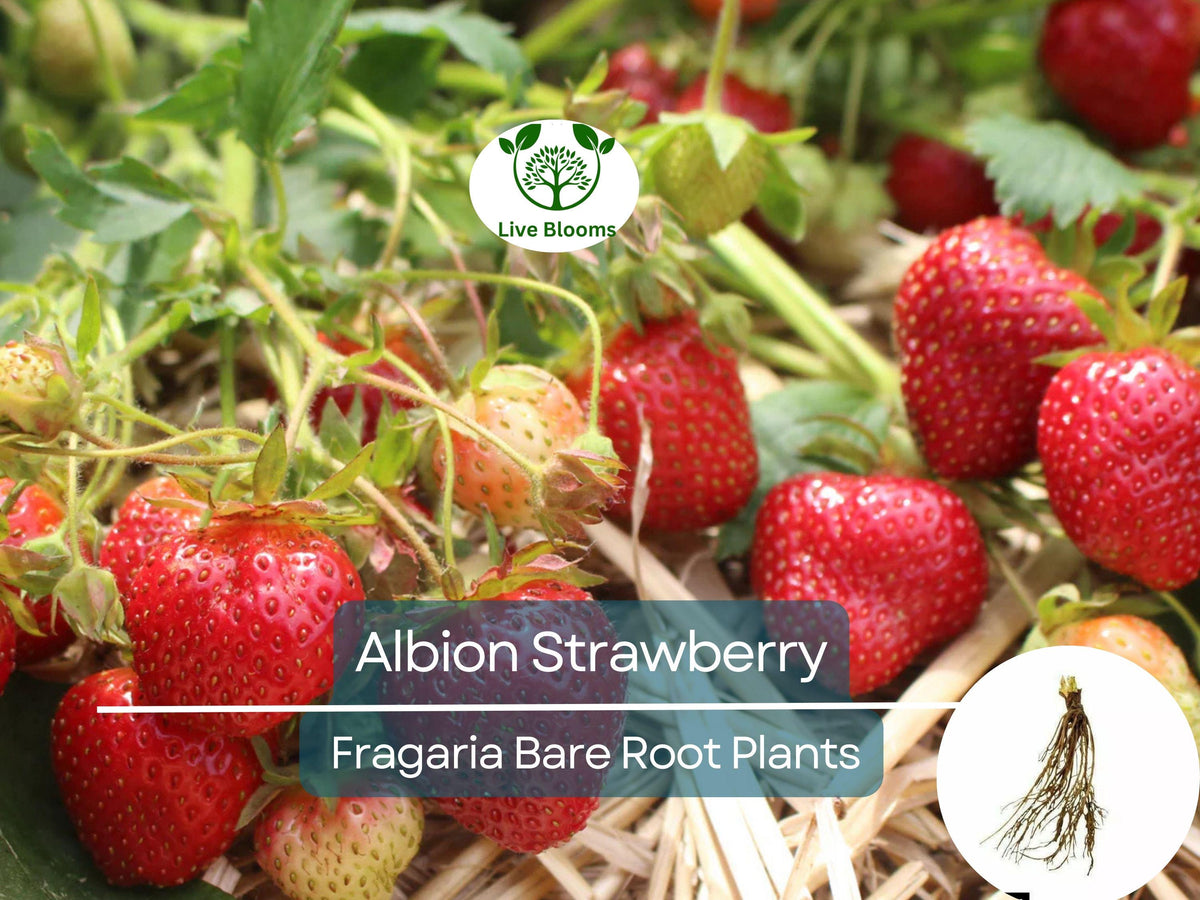 25 Bare Root Albion Strawberry Plants - Day Neutral, Sweet Large Fruit, Fragaria × ananassa, Non-GMO, Ideal for Zones 4–9