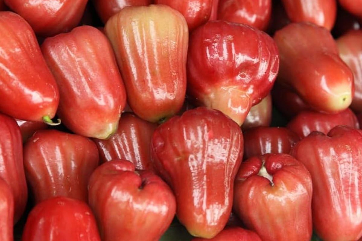 Red Wax Jambu Tree Starter Plant 12"-24" (Syzygium jambos) Live Fruit Tree for Tropical Gardens