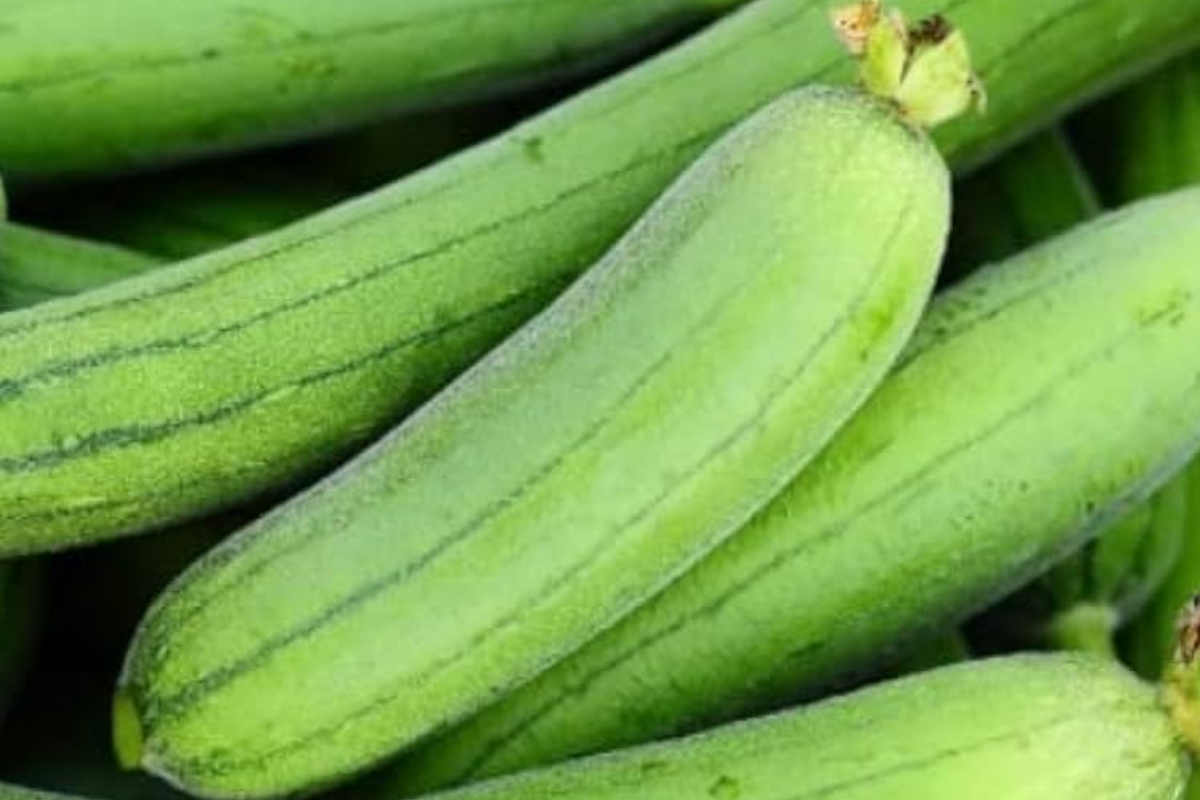 20pcs Ridged Sponge Gourd Seeds - Easy-Grow Heirloom Luffa Gourd (Luffa acutangula) for Trellis or Garden