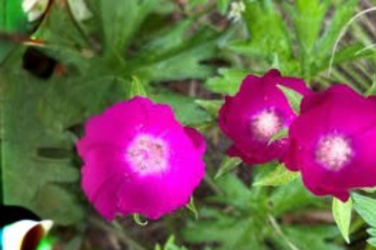 10 Seeds for Planting Purple Poppy Mallow, Callirhoe involucrata, Native Groundcover Wildflower