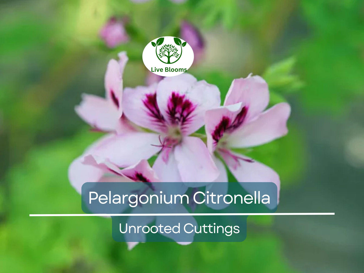 3 Unrooted Cuttings Pelargonium Citronella Lemon Scented Geranium Pink Flowers Natural Mosquito Repellent Easy to Root