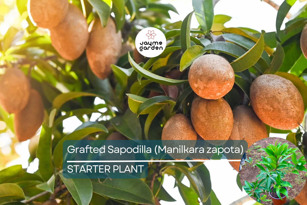 Grafted Sapodilla Tree 24”-36” Live Plant, Sweet Caramel Fruit, Manilkara zapota, Fast Fruiting Tropical Fruit Tree, Container Friendly