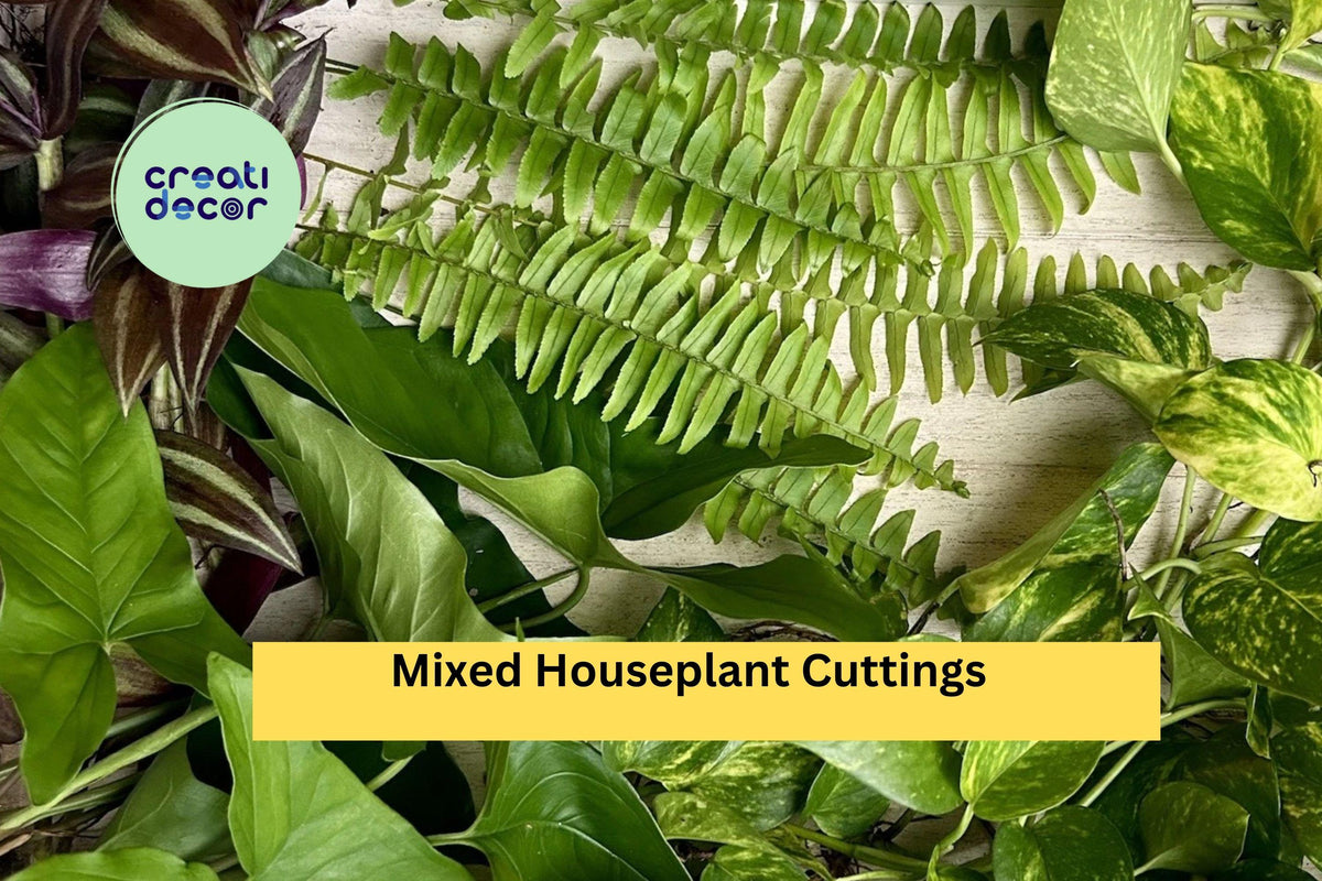 Rooted Houseplant Cuttings Set | 20 Easy Care Indoor Plants | Mixed Varieties for Propagation | Assorted Species