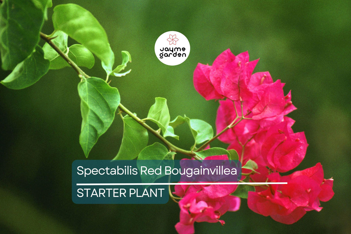 Red Bougainvillea Starter Plant Plug | Spectabilis Variety | Rare Tropical Plant with Vibrant Blooms | Indoor & Outdoor Use