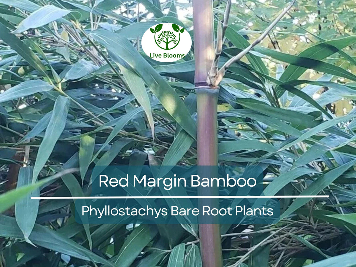 Red Margin Bamboo Rhizome – Bare Root Plant – Phyllostachys rubromarginata – Cold Hardy for Privacy & Windbreaks