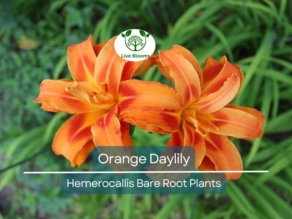 20 Bare Root Orange Daylily Plants - Hemerocallis fulva 'Ditch Lily' - Hardy Perennial for Pond & Bog Edges, Easy to Grow