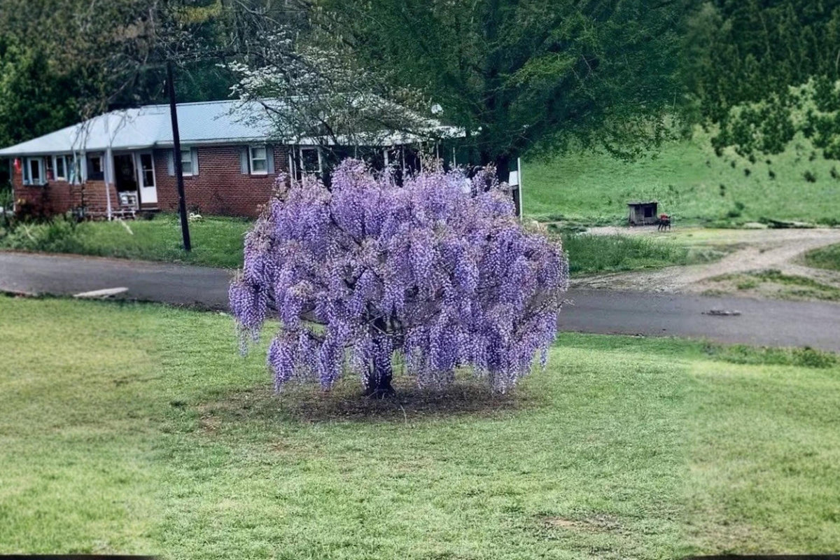 Purple Wisteria Live Plants 12-18" Tall Flowering Vine Wisteria sinensis - Cascading Purple Blooms for Trellises & Arbors
