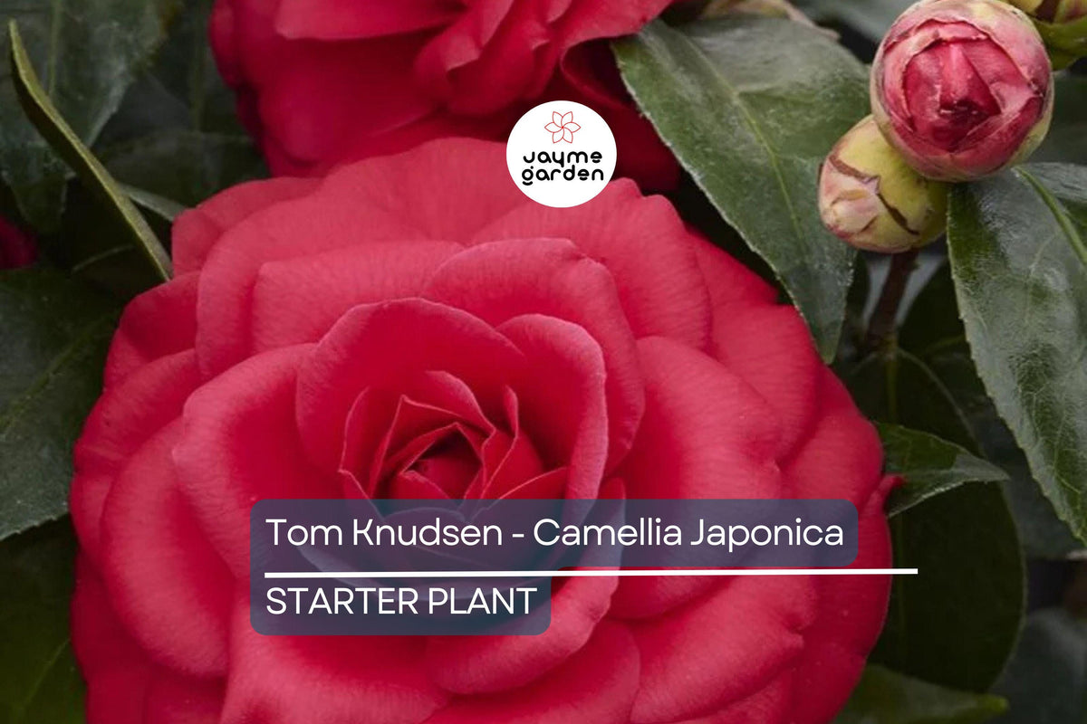 Live Camellia Japonica Starter Plant 8-12" | Tom Knudsen Variety | Unique Evergreen Shrub | USDA Zones 7-10 | Pink Blooms