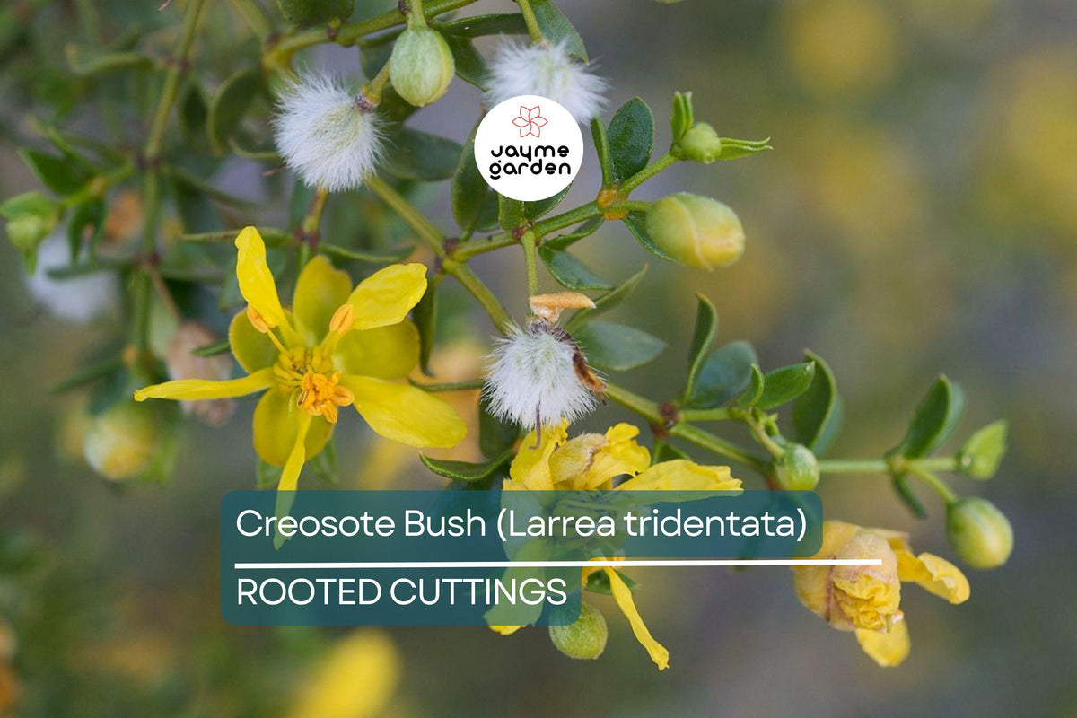3 Live Creosote Bush Plants, Drought Tolerant Aromatic Shrub, Larrea tridentata, Bare Root, Ideal for Xeriscaping & Desert Gardens