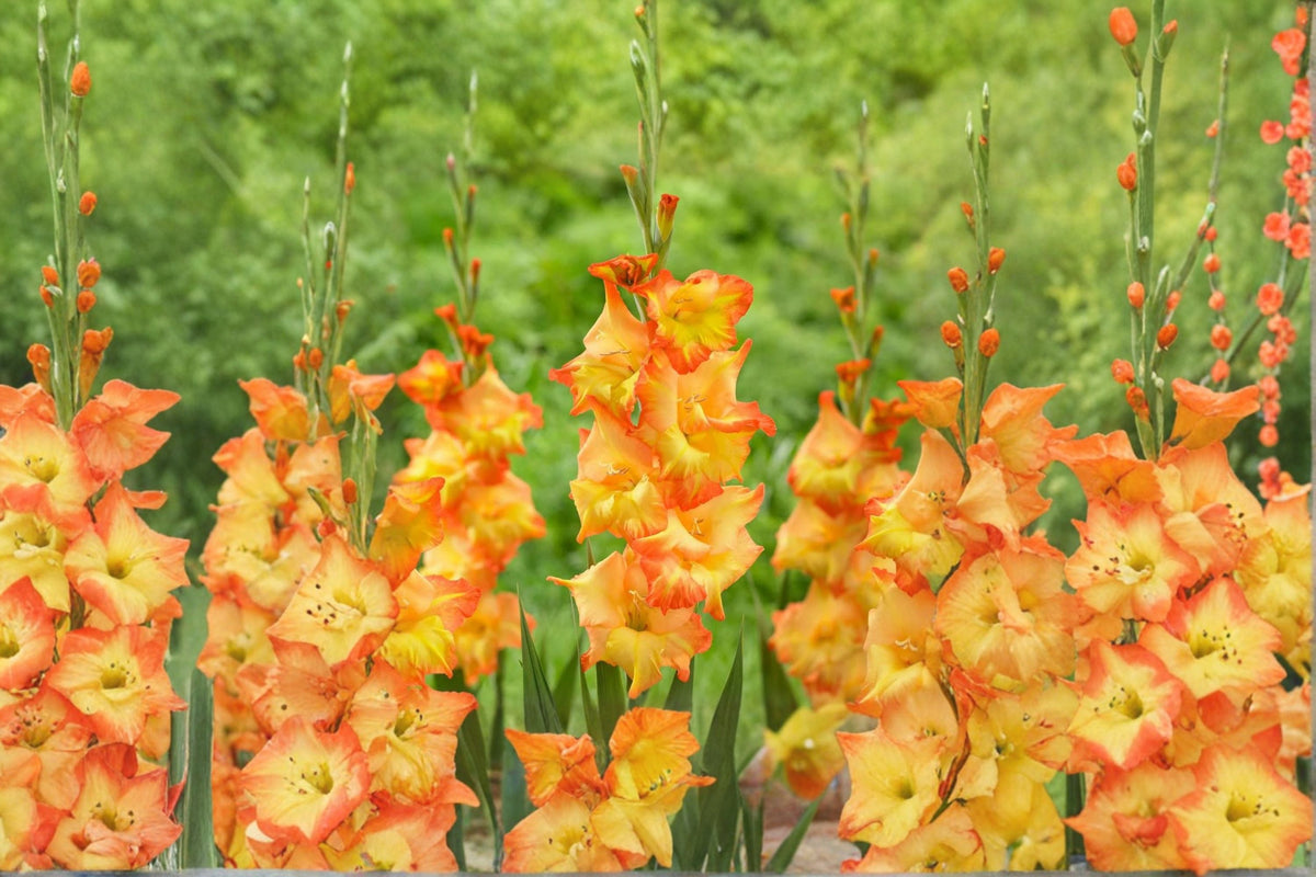 Gladiolus Bulbs | Golden Orange Gladiolus 'Goldrush' | Summer Blooming Sword Lily | Pollinator Friendly Corms