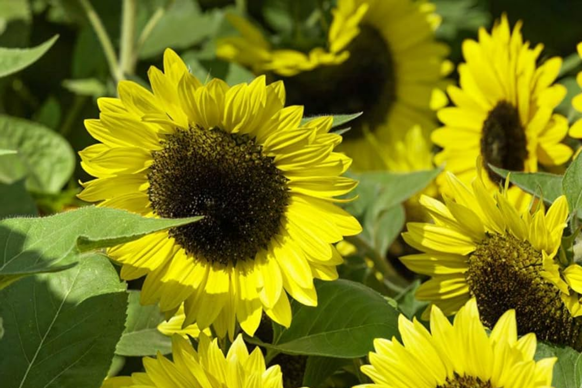 Early Sunflower Seeds 250mg | Helianthus annuus | Fast-Growing, Non-GMO, Pollinator-Friendly, Bright Yellow Blooms