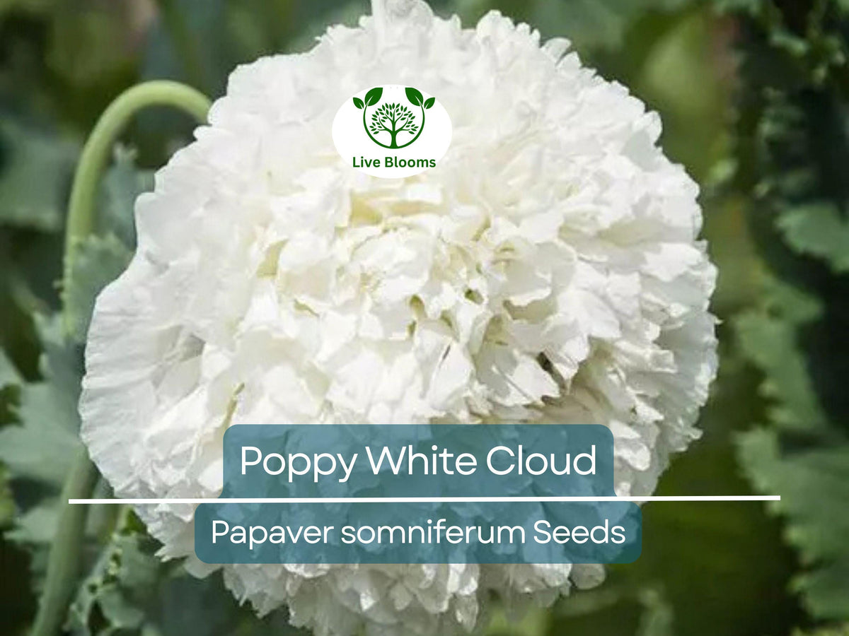 300 Seeds Poppy White Cloud, Peony Double Blooms, Non-GMO, Papaver somniferum, Edible Breadseed Poppy, Huge White Flowers