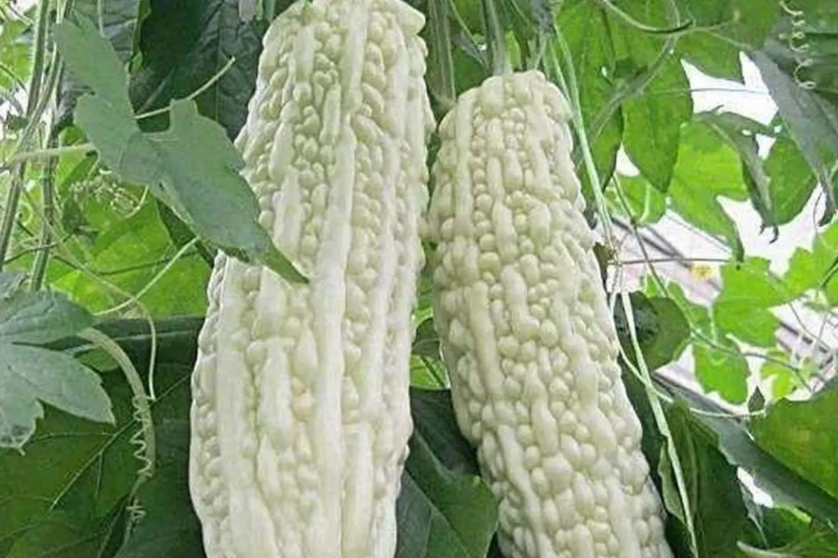 15pcs White Pearl Bitter Gourd Seeds - Rare White Bitter Melon - Non-GMO Vegetable Seeds, Momordica charantia for Gardening