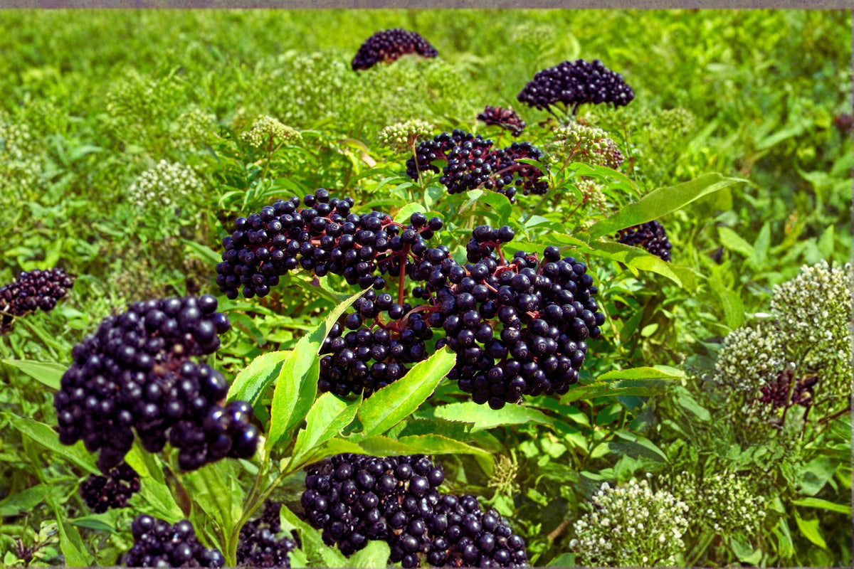 American Elderberry Cuttings 12 Unrooted Sambucus canadensis Adams & York - Deciduous Fruiting Shrub for Wildlife Gardens