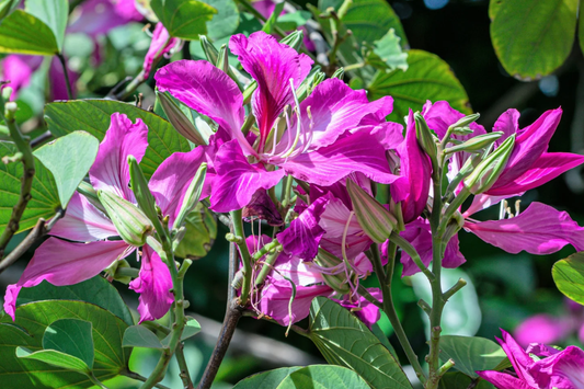 10 Bauhinia Purpurea Seeds | Purple Orchid Tree | Exotic Flowering Plant | Fragrant & Pollinator-Friendly