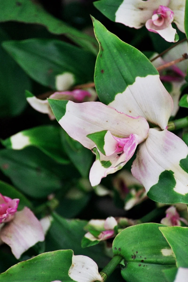 3 Tradescantia Blushing Bride Cuttings – Pink & White Variegated | Unrooted Stems for Indoor Houseplant or Outdoor Container