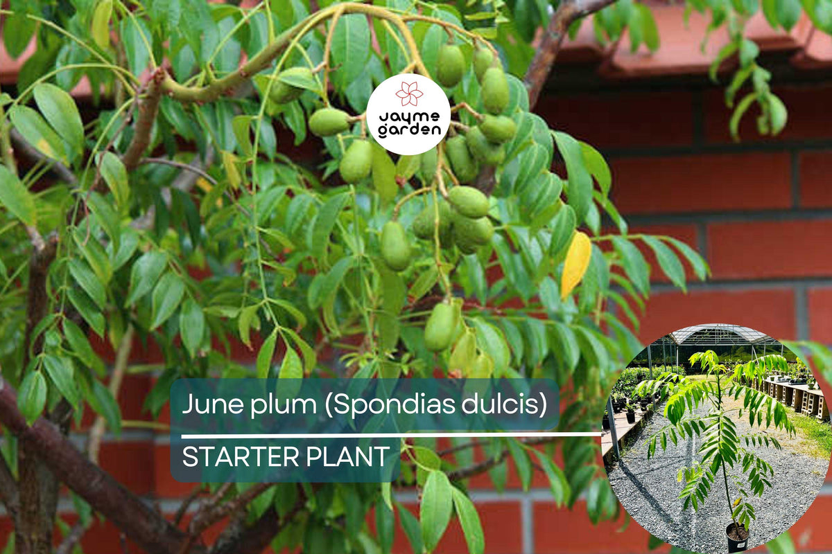 Live June Plum Tree 3'-4' Tall | Tropical Fruit Tree with Flowers (Spondias dulcis) for Edible Fruit & Gardens